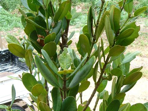 福木開花|フクギ（福木） (Garcinia subelliptica)の特徴,育て方,。